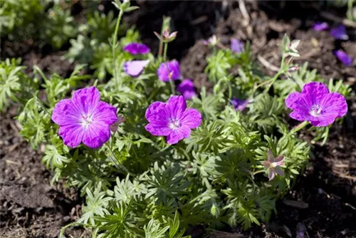 Blutroter Storchschnabel - Geranium sanguineum