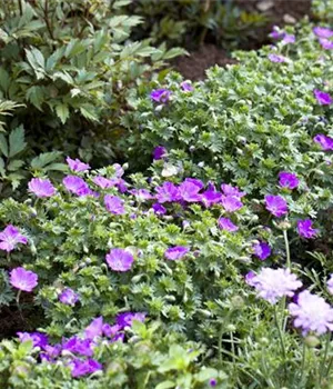 Geranium sanguineum 'Max Frei'