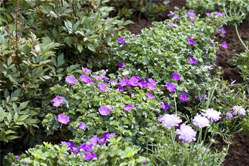 Garten-Blut-Storchschnabel - Geranium sanguineum 'Max Frei'