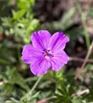 Blutroter Storchschnabel - Geranium sanguineum