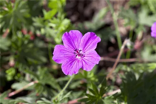 Blutroter Storchschnabel - Geranium sanguineum