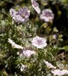 Blutroter Storchschnabel - Geranium sanguineum