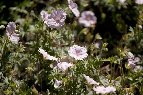 Blutroter Storchschnabel - Geranium sanguineum