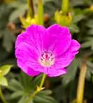 Blutroter Storchschnabel - Geranium sanguineum