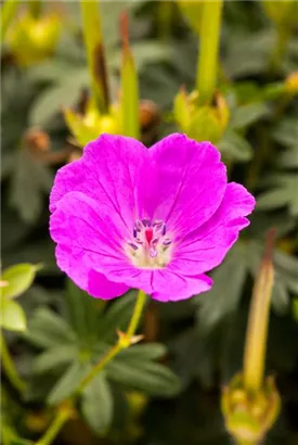 Blutroter Storchschnabel - Geranium sanguineum