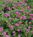 Blutroter Storchschnabel - Geranium sanguineum