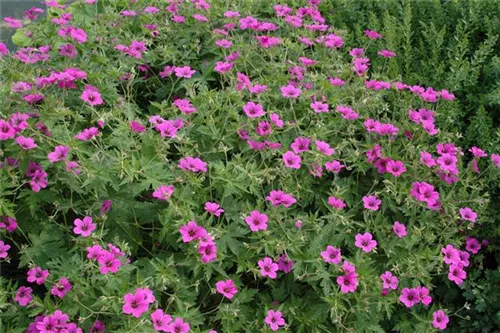 Blutroter Storchschnabel - Geranium sanguineum