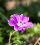 Blutroter Storchschnabel - Geranium sanguineum