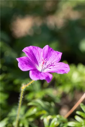 Blutroter Storchschnabel - Geranium sanguineum