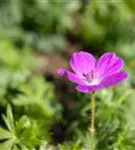 Blutroter Storchschnabel - Geranium sanguineum