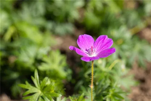 Blutroter Storchschnabel - Geranium sanguineum