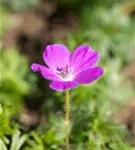 Blutroter Storchschnabel - Geranium sanguineum