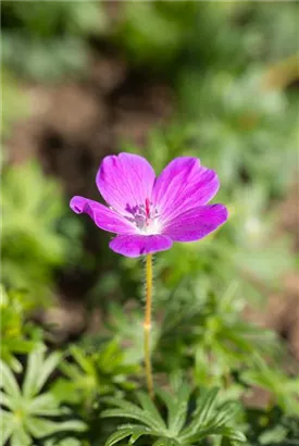 Blutroter Storchschnabel - Geranium sanguineum