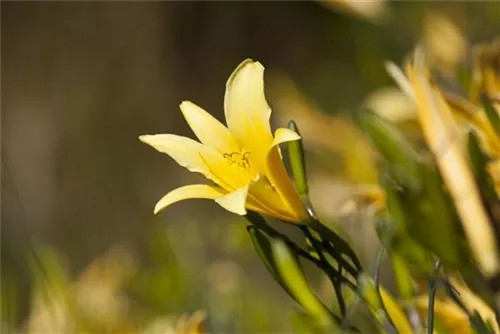 Frühblühende Wiesen-Taglilie - Hemerocallis lilioasphodelus