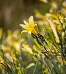 Frühblühende Wiesen-Taglilie - Hemerocallis lilioasphodelus