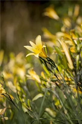 Frühblühende Wiesen-Taglilie - Hemerocallis lilioasphodelus