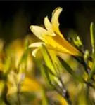 Frühblühende Wiesen-Taglilie - Hemerocallis lilioasphodelus