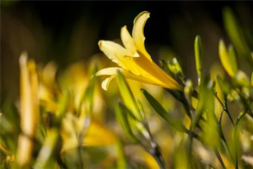 Frühblühende Wiesen-Taglilie - Hemerocallis lilioasphodelus