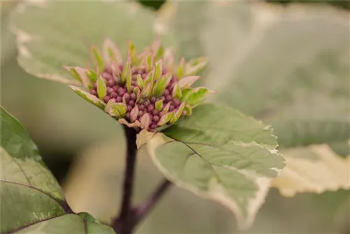 Losstrauch - Clerodendrum bungei 'Pink Diamond'