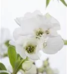 Prunkspiere 'Niagara' ® - Exochorda racemosa 'Niagara' ®