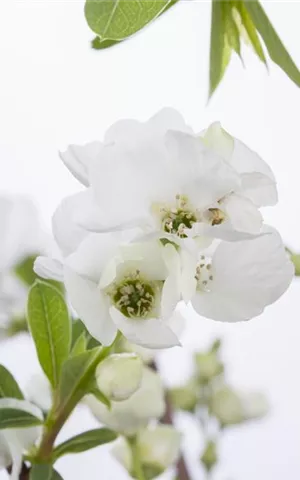 Exochorda racemosa 'Niagara' ®