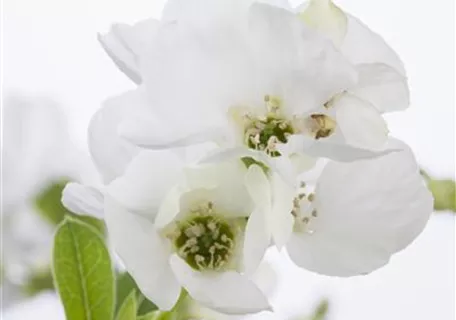 Exochorda racemosa 'Niagara' ® - Prunkspiere 'Niagara' ®