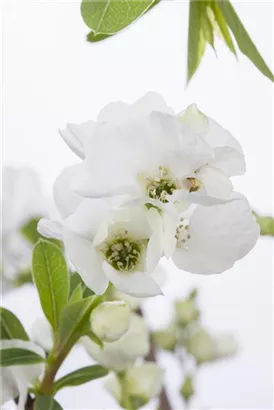 Prunkspiere 'Niagara' ® - Exochorda racemosa 'Niagara' ®