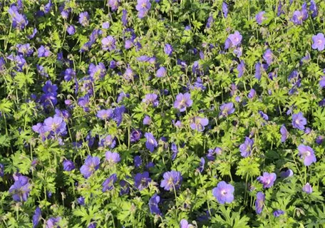 Geranium himalayense 'Gravetye' - Garten-Storchschnabel