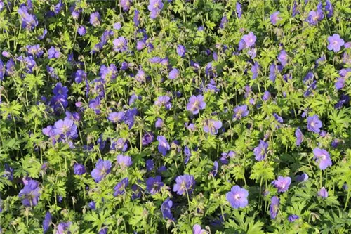 Garten-Storchschnabel - Geranium himalayense 'Gravetye'