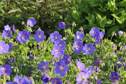 Garten-Storchschnabel - Geranium himalayense 'Gravetye'