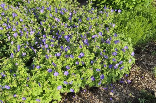 Garten-Storchschnabel - Geranium himalayense 'Gravetye'