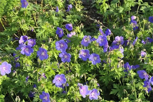 Garten-Storchschnabel - Geranium himalayense 'Gravetye'