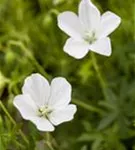 Garten-Schnee-Storchschnabel - Geranium sanguineum 'Album'