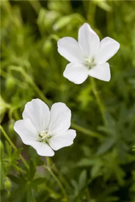 Garten-Schnee-Storchschnabel - Geranium sanguineum 'Album'