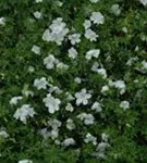 Garten-Schnee-Storchschnabel - Geranium sanguineum 'Album'