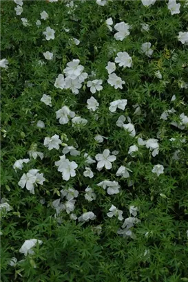 Garten-Schnee-Storchschnabel - Geranium sanguineum 'Album'