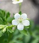 Garten-Schnee-Storchschnabel - Geranium sanguineum 'Album'