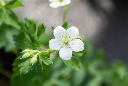 Garten-Schnee-Storchschnabel - Geranium sanguineum 'Album'