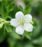 Garten-Schnee-Storchschnabel - Geranium sanguineum 'Album'