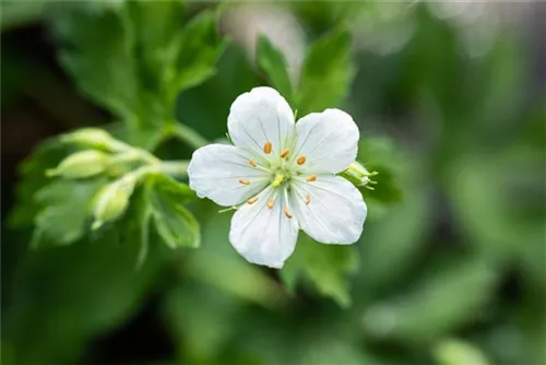 Garten-Schnee-Storchschnabel - Geranium sanguineum 'Album'