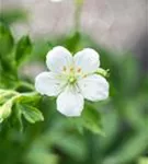 Garten-Schnee-Storchschnabel - Geranium sanguineum 'Album'