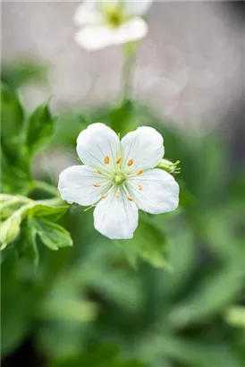 Garten-Schnee-Storchschnabel - Geranium sanguineum 'Album'