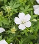 Garten-Schnee-Storchschnabel - Geranium sanguineum 'Album'