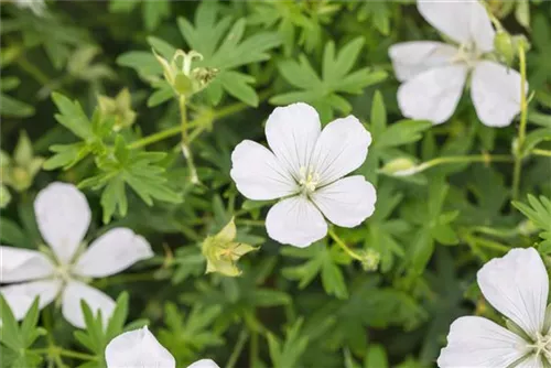 Garten-Schnee-Storchschnabel - Geranium sanguineum 'Album'