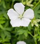 Garten-Schnee-Storchschnabel - Geranium sanguineum 'Album'