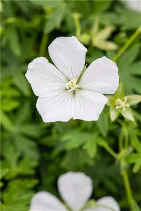 Garten-Schnee-Storchschnabel - Geranium sanguineum 'Album'