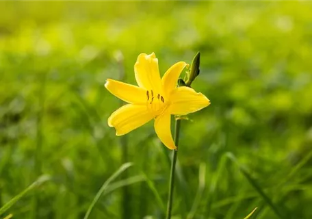 Hemerocallis minor - Kleine Taglilie