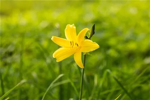 Kleine Taglilie - Hemerocallis minor