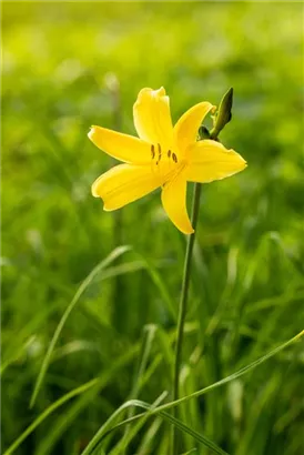 Kleine Taglilie - Hemerocallis minor