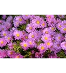 Garten-Sommer-Aster - Aster amellus 'Rosa Erfüllung'